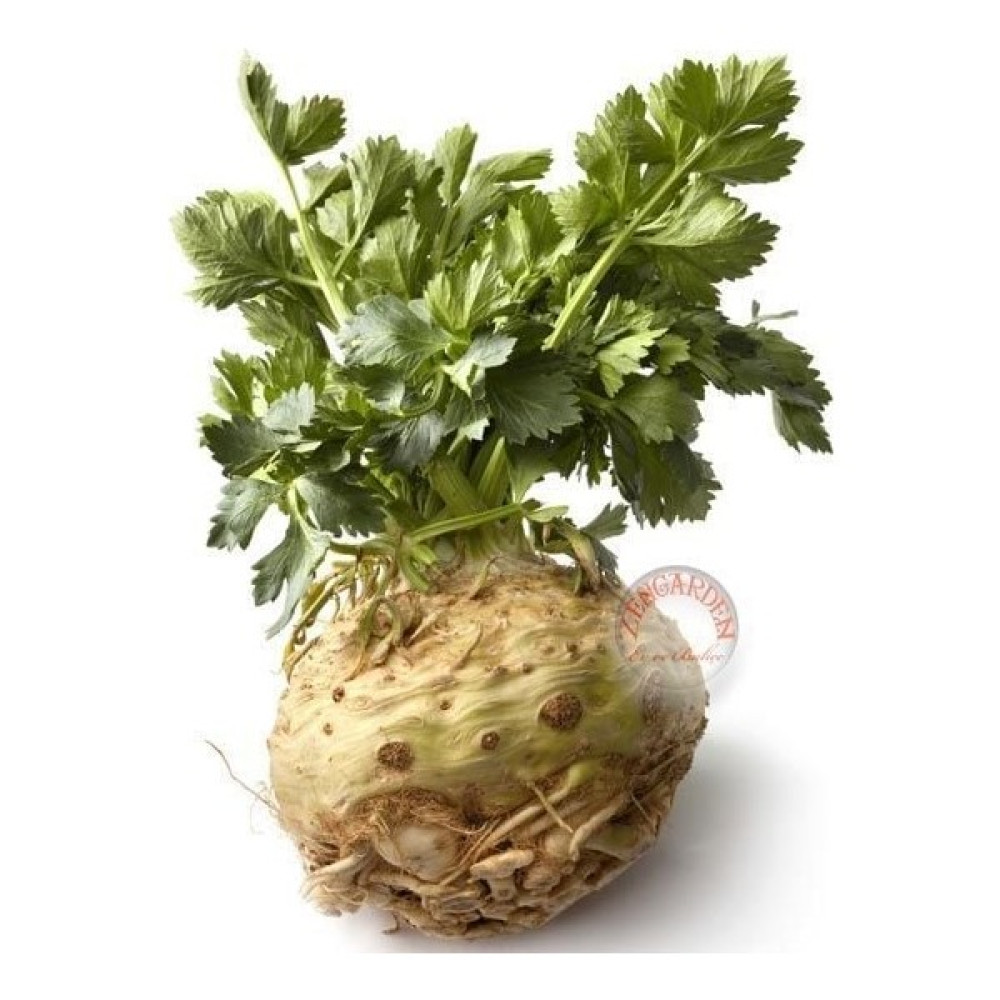 Zengarden Kök Kereviz Tohumu Giant Prague Celeriac - 1 Adet Tohum Fiyatı