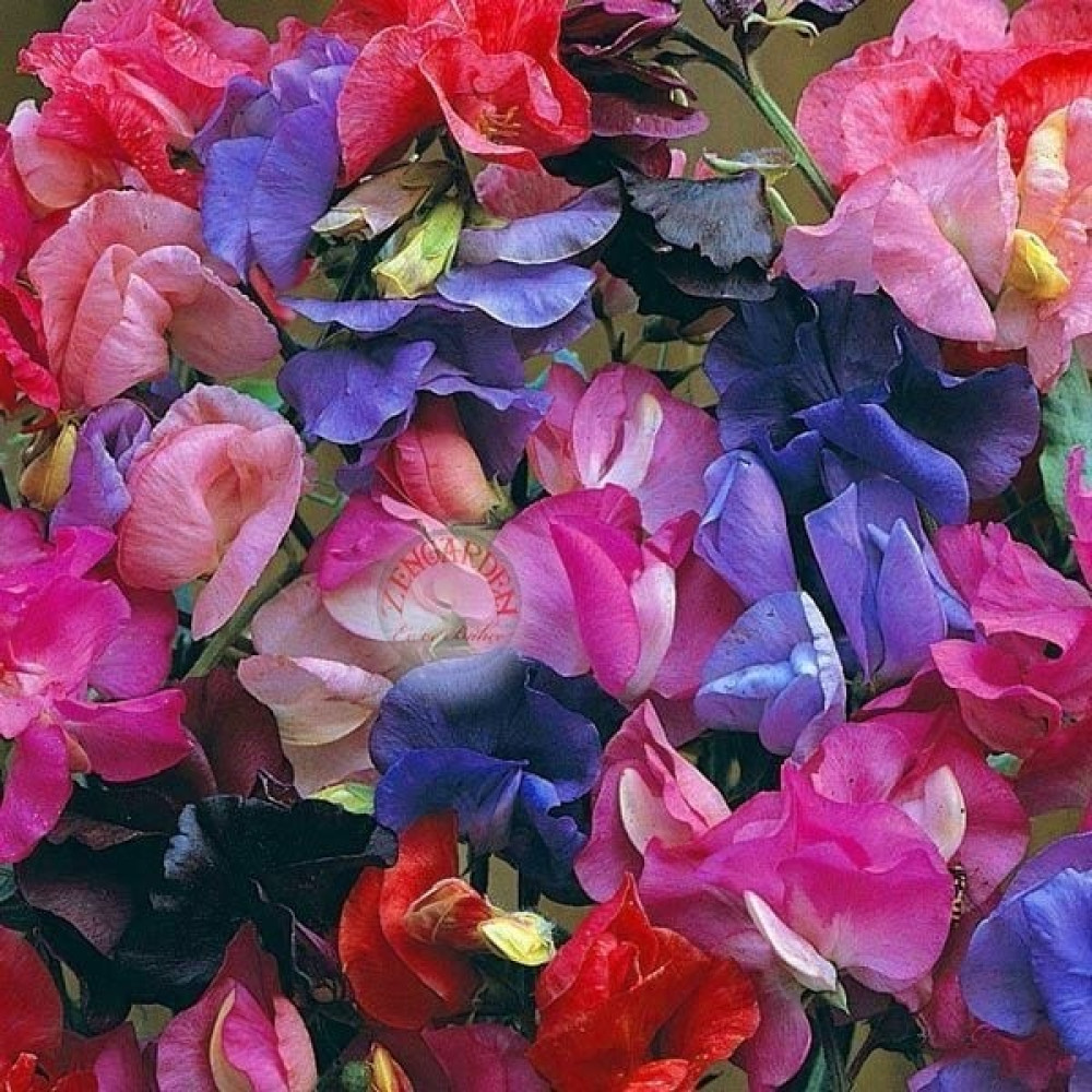 Zengarden Kokulu Lathyrus Tohumu Bodur Tatlı Bezelye Sweetpea Bijou Karışımı - 1 Adet Tohum Fiyatı
