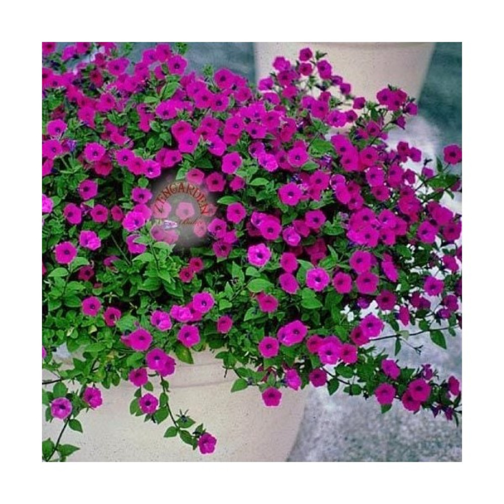 Zengarden Kokulu Petunya Tohumu Geleneksel Doğal Petunia Violacea - 1 Adet Tohum Fiyatı
