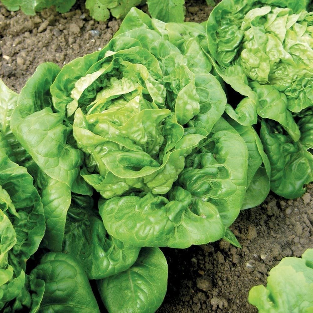 Zengarden Little Gem Fındık Marul Tohumu Atalık - 1 Adet Diğer Fiyatı