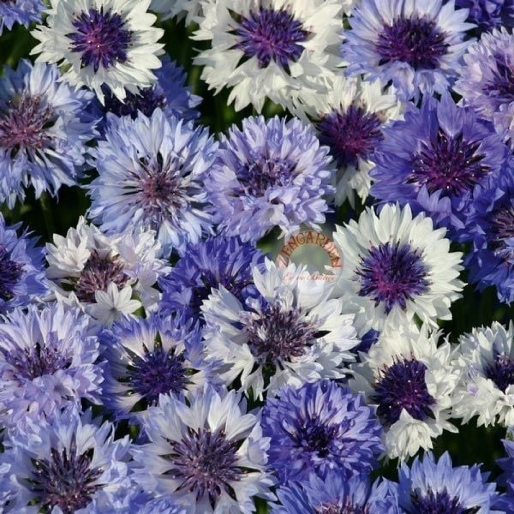 Zengarden Mavi Beyaz Peygamber Çiçeği Tohumu Karışımı Centaurea Cyanus Cornflower - 1 Adet Tohum Fiyatı