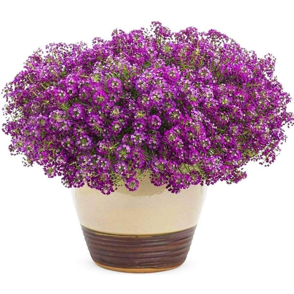 Zengarden Mor Kraliyet Halısı Tohumu Kokulu Bodur Alyssum Ballıca Lobularia Maritima - 1 Paket Salon Halısı Fiyatı