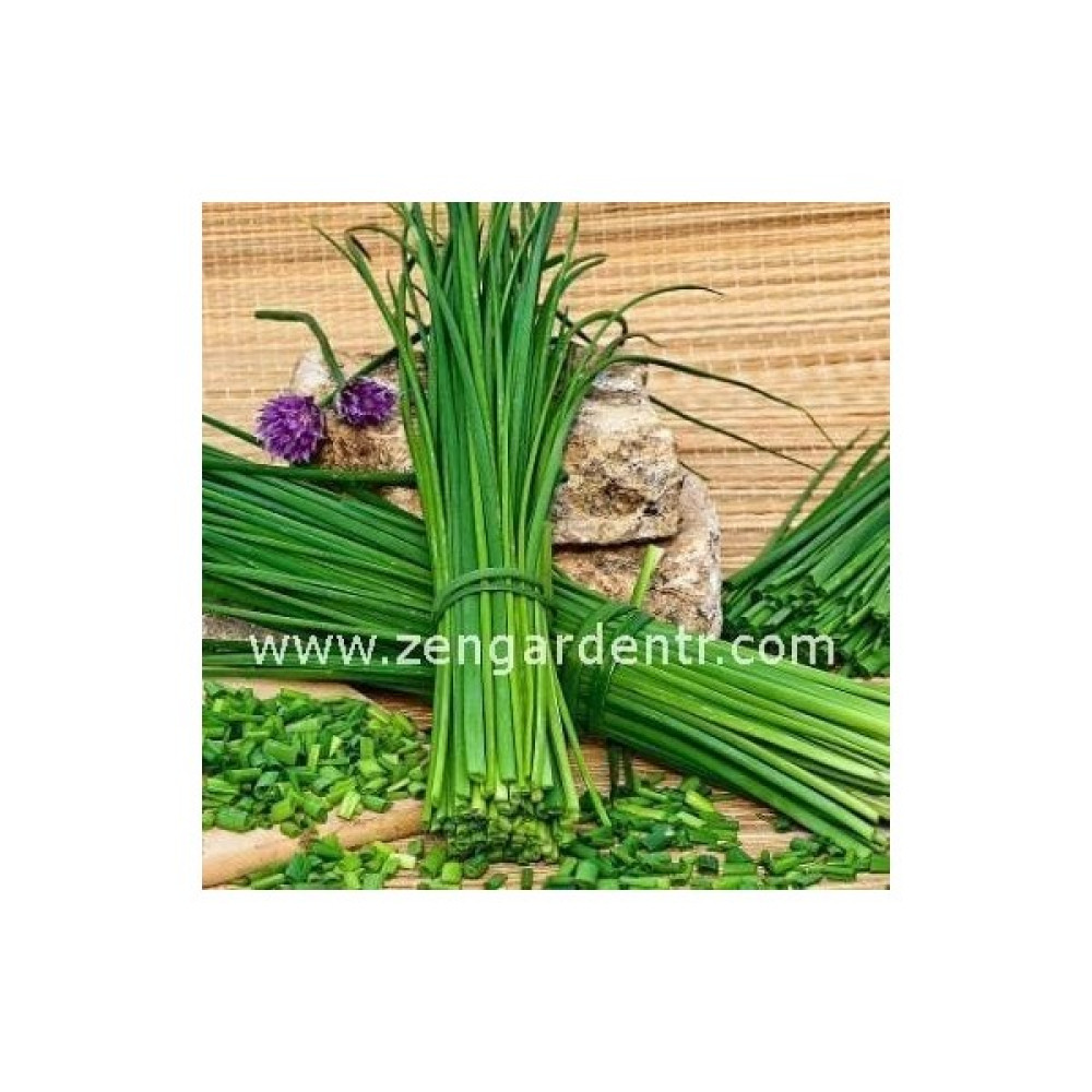 Zengarden Onion Chives Frenk Soğanı Tohumu Soğan Otu Ince Yapraklı - 1 Adet Tohum Fiyatı