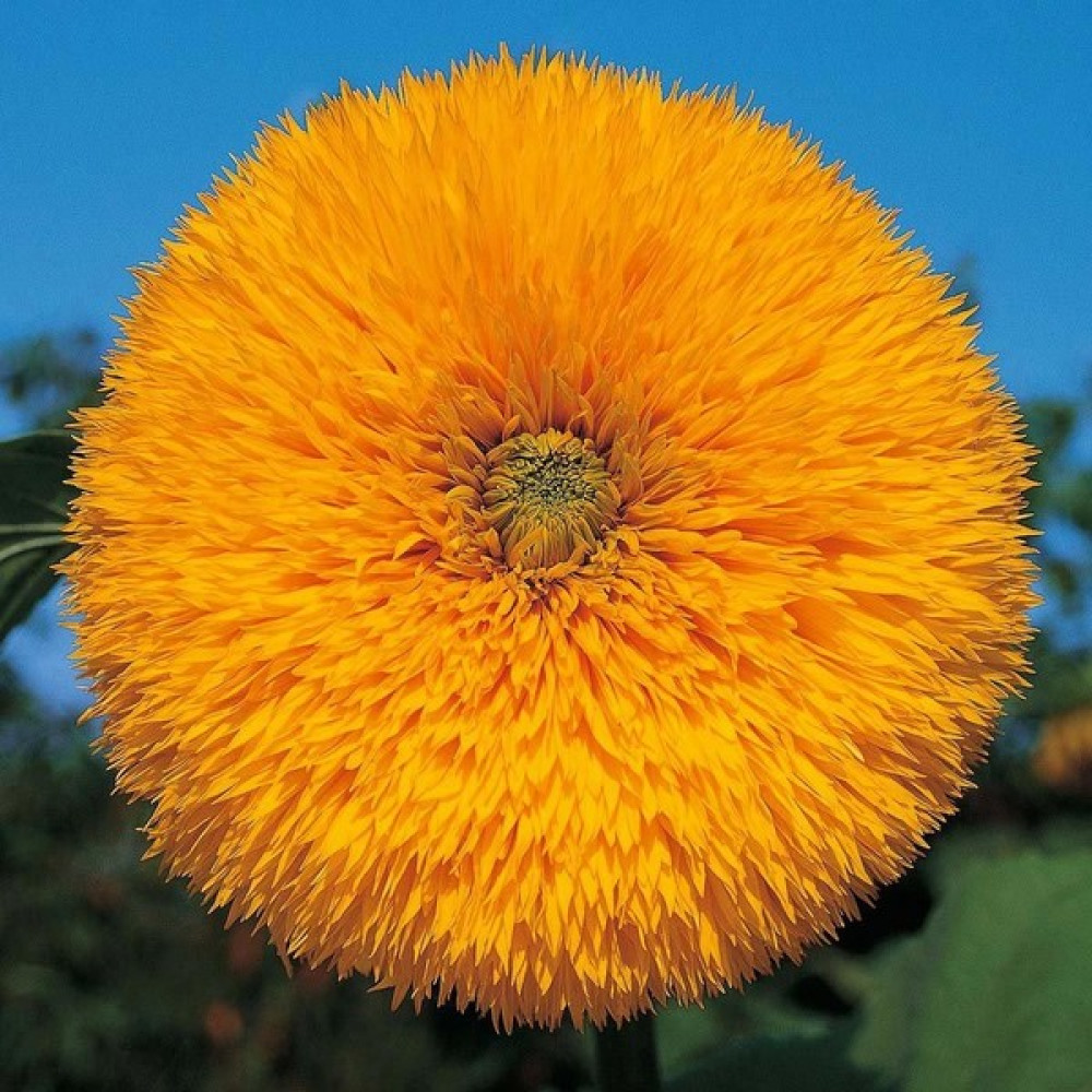 Zengarden Orange Sun Ayçiçeği Tohumu Katlı Çiçekler - 1 Adet Tohum Fiyatı