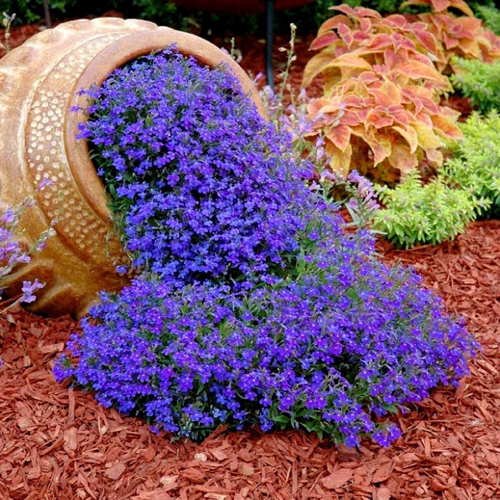 Zengarden Safir Mavi Sarkan Lobelya Tohumu Lobelia Pendula Çiçek Tohumu - 1 Adet Tohum Fiyatı
