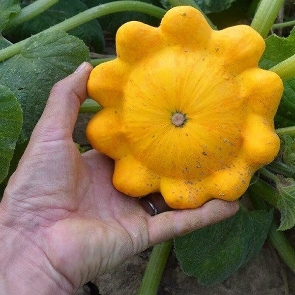 Zengarden Sarı Istiridye Kabak Tohumu Atalık Yaz Kabağı Golden Marbre - 10 Adet Tohum Fiyatı