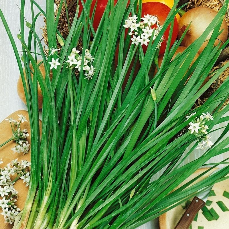 Zengarden Sarımsak Otu Tohumu Garlic Chives - 1 Adet Diğer Fiyatı