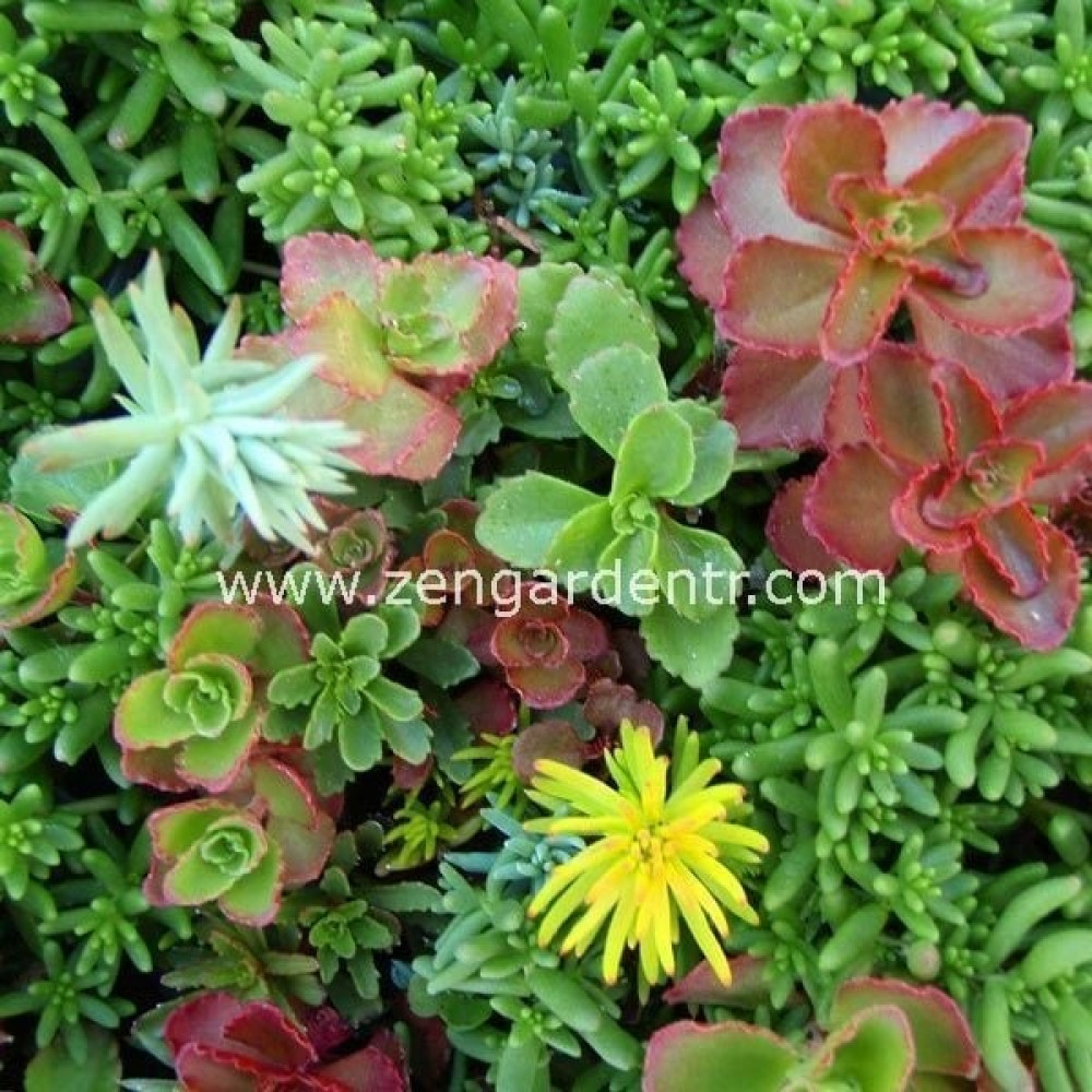Zengarden Sedum Tohumu Karışımı 100 Adet Tohum Neme Dayanıklı Türler - 1 Adet Tohum Fiyatı