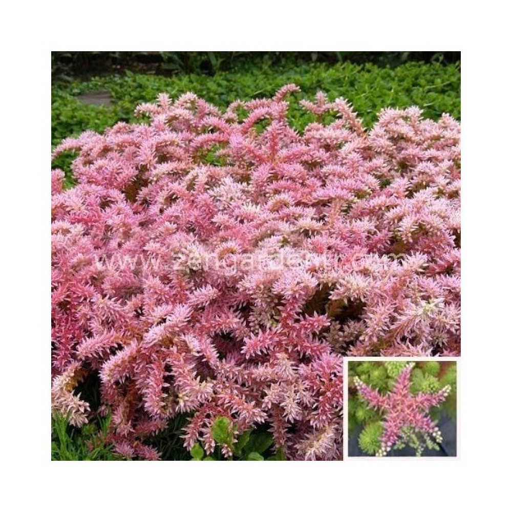 Zengarden Sedum Tohumu Pembe Yıldız Sedum Seastar - 1 Adet Tohum Fiyatı