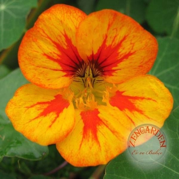 Zengarden Tropaeolum Tohumu Kırmızı Sarı Turuncu Latin Çiçeği Tohumu - 1 Adet Tohum Fiyatı