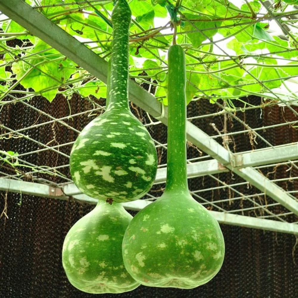 Zengarden Uzun Saplı Sukabağı Tohumu Dipper Gourd - 10 Adet Tohum Fiyatı