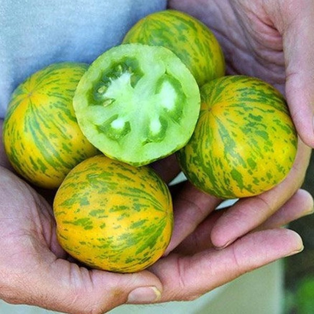 Zengarden Zebra Domates Tohumu Green Zebra Atalık - 1 Adet Tohum Fiyatı