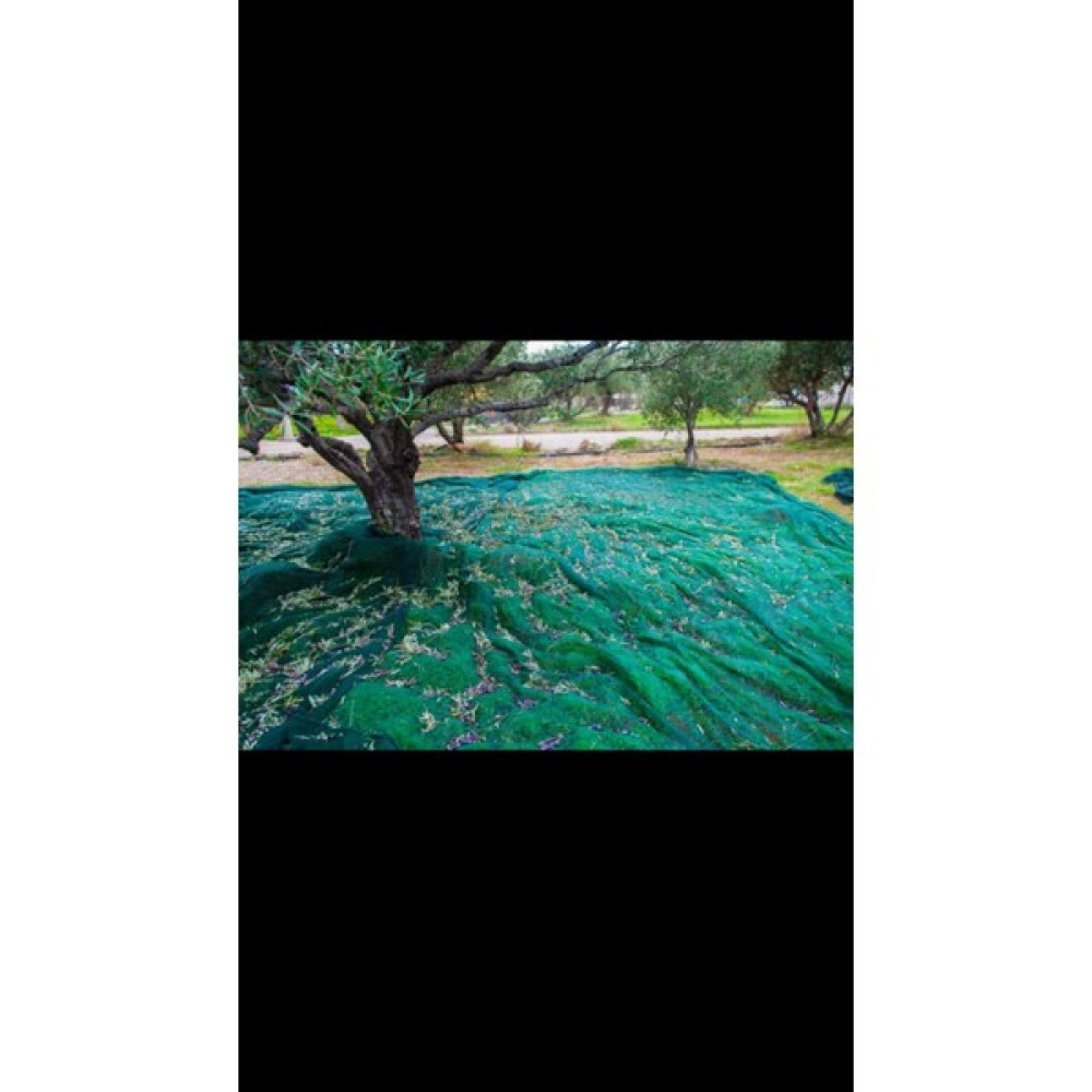 Zeybek Zeytin Toplama Örtüsü Filesi - 6X10 METRE Bitki Fiyatı