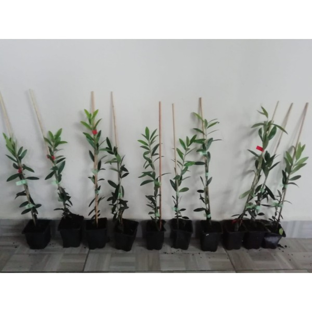 Zeytin Fidanı Arbequina 1 Yaş 2ADET Sertifikalı Oto Boyaları Fiyatı