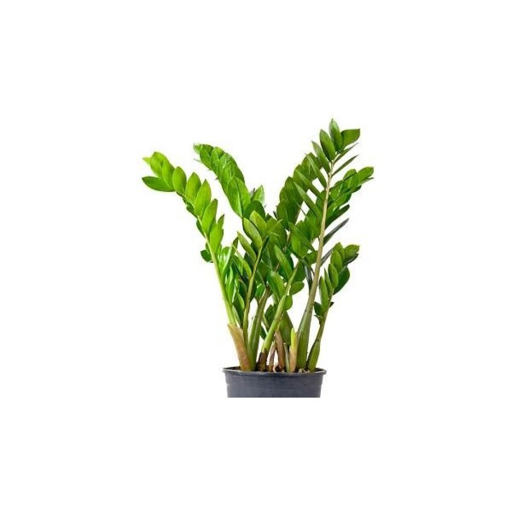 Zeze Zamia Çiçeği Zeze Çiçeği Zamia Bitkisi Zamioculcas Ev Bitkisi - ZEZE BİTKİSİ Bitki Fiyatı